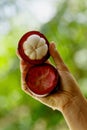 Female hand with fresh and ripe mangosteen Royalty Free Stock Photo