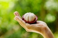 Female hand with fresh and ripe mangosteen Royalty Free Stock Photo