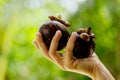 Female hand with fresh and ripe mangosteens Royalty Free Stock Photo