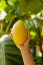 Female hand with fresh yellow Ataulfo mango Royalty Free Stock Photo