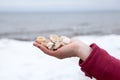 Female hand is full of seashells, close up view Royalty Free Stock Photo