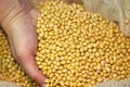 Female hand full of soybean in jute sack, close up