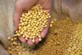 Female hand full of soybean in jute sack, close up