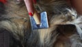 Female hand with furminator combing cute dog fur, close-up. A pile of wool, hair and grooming tool in background Royalty Free Stock Photo