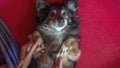 Female hand with furminator combing cute dog fur, close-up. A pile of wool, hair and grooming tool in background Royalty Free Stock Photo