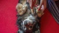 Female hand with furminator combing cute dog fur, close-up. A pile of wool, hair and grooming tool in background Royalty Free Stock Photo