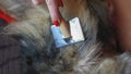 Female hand with furminator combing cute dog fur, close-up. A pile of wool, hair and grooming tool in background Royalty Free Stock Photo