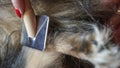 Female hand with furminator combing cute dog fur, close-up. A pile of wool, hair and grooming tool in background Royalty Free Stock Photo