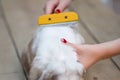 Female hand with furminator combing cute rabbit fur, close-up. A pile of wool, hair and grooming tool in background Royalty Free Stock Photo