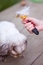 Female hand with furminator combing cute rabbit fur, close-up. A pile of wool, hair and grooming tool in background Royalty Free Stock Photo