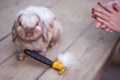 Female hand with furminator combing cute rabbit fur, close-up. A pile of wool, hair and grooming tool in background Royalty Free Stock Photo