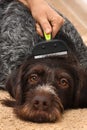 Female hand with furminator takes care dog fur