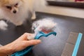 Female hand with furminator combing German spitz pomeranian dog fur, closeup. A pile of wool, hair and grooming tool in