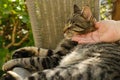 female hand gently stroking, scratches neck adult domestic cat whiskas color in chair in sunny garden, love for animals,