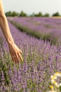 Female hand gently touching bloomed lavender flowers  in a field of lavender before sunset. Selective focus Royalty Free Stock Photo