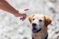 Female hand gives command to a dog Royalty Free Stock Photo