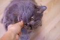 Female hand gives a feed to a gray big long-haired British cat. The cat eats food from the hands. Royalty Free Stock Photo