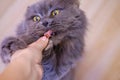 Female hand gives a feed to a gray big long-haired British cat. The cat eats food from the hands/ Royalty Free Stock Photo