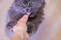 Female hand gives a feed to a gray big long-haired British cat. The cat eats food from the hands. Royalty Free Stock Photo