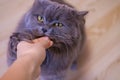 Female hand gives a feed to a gray big long-haired British cat. The cat eats food from the hands. Royalty Free Stock Photo