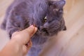 Female hand gives a feed to a gray big long-haired British cat. The cat eats food from the hands. Royalty Free Stock Photo