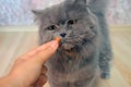 Female hand gives a feed to a gray big long-haired British cat