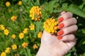 Female hand with glitter red nail design. Female hand hold yellow flower. Woman hand on green leaves background Royalty Free Stock Photo
