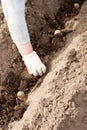 Female hand in a glove lays seed potatoes in the soil with manure. Royalty Free Stock Photo