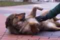 A female hand in a glove strokes a large stray dog, which lies on the paving stones. Sad dark brown dog, a reckless animal. Royalty Free Stock Photo