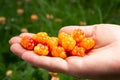 Female hand with a handful of fresh cloudberries in the forest close-up Royalty Free Stock Photo