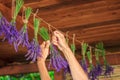 Female hand hanging bunch of lavender flowers on string