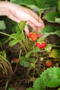 Female hand harvested harvest strawberry Royalty Free Stock Photo