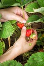 Female hand harvested harvest strawberry Royalty Free Stock Photo