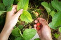 Female hand harvested harvest strawberry Royalty Free Stock Photo