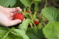 Female hand harvesting red fresh ripe organic strawberry in garden. Woman picking strawberries in field Royalty Free Stock Photo