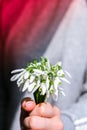 Female hand hold Bouquet of snowdrops. Copy space. Holiday concept. Beautiful spring flowers Royalty Free Stock Photo