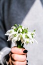 Female hand hold Bouquet of snowdrops. Copy space. Holiday concept. Beautiful spring flowers Royalty Free Stock Photo
