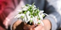 Female hand hold Bouquet of snowdrops. Copy space. Holiday concept. Beautiful spring flowers Royalty Free Stock Photo