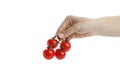 Female hand hold cherry tomato, isolated on white background Royalty Free Stock Photo
