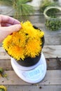 Female hand hold dangelion flower and dangelions in pot on scale