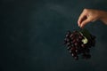 Female hand hold ripe grape on blue Royalty Free Stock Photo