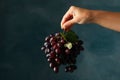 Female hand hold ripe grape on background Royalty Free Stock Photo