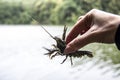 Female hand hold the small crayfish against river background. Crayfish moves in the hand