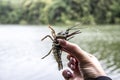 Female hand hold the small crayfish against river background. Crayfish moves in the hand