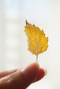 Female hand hold yellow autumnal birch leaf Royalty Free Stock Photo