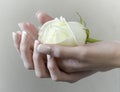 Female hand holding a blooming white rose