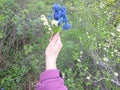 Female Hand Holding a Bouquet of Grape Hyacinths in a Spring Forest, The Woman Is Wearing a Pink Jacket and Sparkly Nail Polish Royalty Free Stock Photo