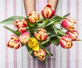 Female hand holding a Bunch of fresh bright tulips. Against the background striped tablecloth. top view close up