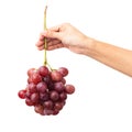 Female hand holding a bunch of red grapes Royalty Free Stock Photo