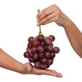 Female hand holding a bunch of red grapes Royalty Free Stock Photo